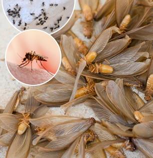 Top five natural ways to keep insects away this monsoon season