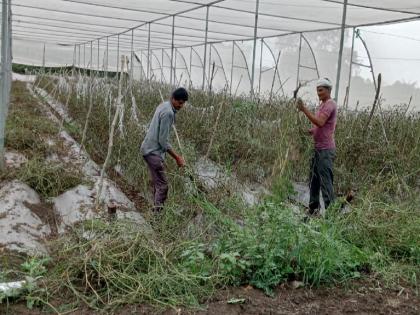 On the tears of the farmer, while getting a good price, Karpa disease ate the tomatoes here | शेतकऱ्यास अश्रू अनावर, चांगला भाव मिळत असताना इकडं करपा रोगाने खाल्ला टोमॅटो