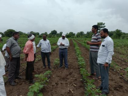 Effects on cotton due to use of chemical fertilizers, loss of farmers in Vadli | रासायनिक खतांच्या वापरामुळे कापसावर दुष्परिणाम, वडली येथे शेतकऱ्यांचे नुकसान