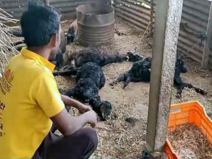 The wolf nuisance increased; A pile of eight goats was dumped in the coal pit | लांडग्याचा उपद्रव वाढला; कोळसा शिवारात पाडला आठ शेळ्यांचा फडशा