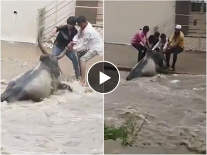 hindu muslim unity both saves floating cow in flood viral video | Video - माणुसकीचा 'धर्म'! पुरात वाहून जाणार्‍या गायीला तरुणांनी वाचवलं, नेमकं काय घडलं?