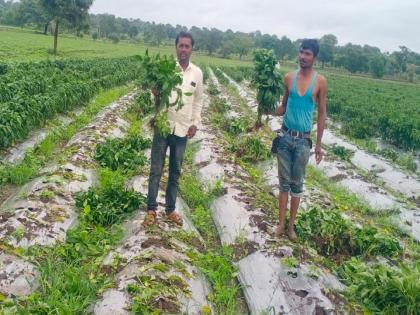 Even after two and a half months, the plant did not bear any pepper, the farmers complained against the company along with the nursery | शेतकऱ्यांसोबत धोका; पाणी विकत घेऊन झाडे जगवली, अडीच महिन्यांनंतरही मिरच्या लागेना