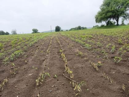 Sprayed herbicide; Soybean crop burned! | फवारले तणनाशक औषध; जळून गेले साेयाबीन पीक !