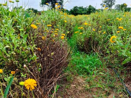 Due to lack of rain, the flower farming is destroyed, the farmers are in trouble due to lack of insurance cover | कमी पावसामुळे फूलशेती उद्ध्वस्त, विमा कवच नसल्याने शेतकरी संकटात