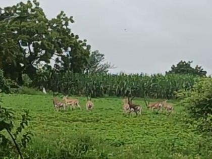 Wild boar, deer infestation increased; Farmers are in trouble as the grown crops are eaten and destroyed | रानडुकरे, हरणांचा उपद्रव वाढला; उगवलेली पिके खाऊन नष्ट केल्याने शेतकरी संकटात