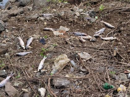 Hundreds of fish dead in Karnala lake in kalyan | कल्याणमधील कर्नाळा तलावातील शेकडो मासे मृत