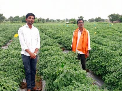 Alchemy of siblings through hard work and planning, income of lakhs obtained from 3 acres of chilly crop | मेहनत अन् नियोजनातून भावंडांची किमया, ३ एकर मिरचीतून मिळवले लाखोंचे उत्पन्न