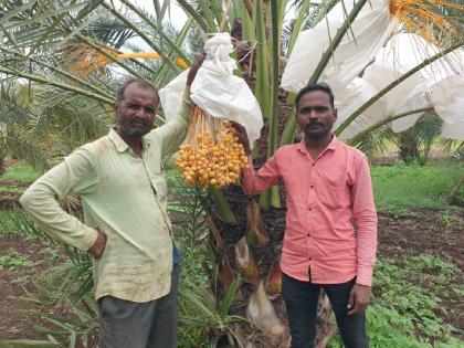 In Chhatrapati Sambhaji Nagar, the farmer achieved economic growth through date palm cultivation | छत्रपती संभाजीनगरात खजुराच्या शेतीतून शेतकऱ्याने साधली आर्थिक उंची