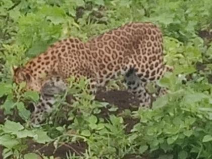 A leopard that entered Shet Shivara in Vardhya breathed its last | वर्ध्यात शेत शिवारात एन्ट्री केलेल्या बिबट्याने घेतला अखेरचा श्वास