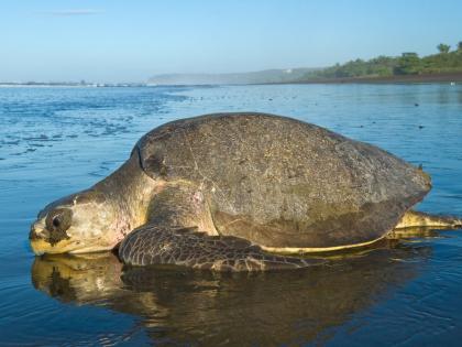 Four habitats of olive ridley turtles will be affected along the Revas-Reddy highway | रेवस-रेड्डी महामार्गात ऑलिव्ह रिडले कासवांची चार उत्पत्ती स्थाने होणार बाधित