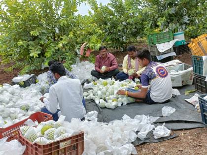 Hasanabad's Organic Guava Sweets liked by other state; First consignment left for Gujarat | परराज्यांत हसनाबादच्या सेंद्रिय पेरूची गोडी; पहिली खेप गुजरातला रवाना