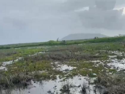 Salt water in thousands of acres of agriculture due to the bursting of the embankment due to the eruption of sea water | उधाणाच्या तडाख्याने बांधबंदिस्ती फुटल्याने हजारो एकर शेतीत खारे पाणी, शेतकरी हवालदिल