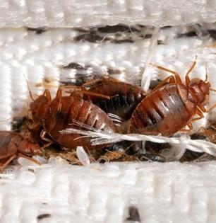 घरात सतत ढेकूण होतात? ५ सोपे उपाय, एकही ढेकूण दिसणार नाही, परत होणार नाहीत...