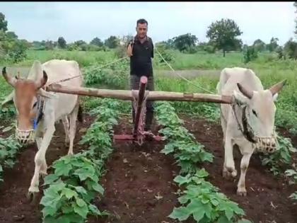 Video: Agriculture gave self-esteem and support; The Divyanga young man is working in the fields without both hands | Video: शेतीनेच दिला स्वाभिमान अन् आधार; दोन्ही हात नसताना तरुण राबतोय शेतात