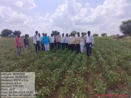 60 percent loss of soybean crop in Nilanga taluka destroyed due to no rain | पावसाची उघडीप, निलंगा तालुक्यातील सोयाबीनचे ६० टक्के नुकसान