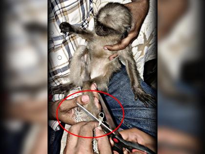 langur cub caught in a net in Navi Mumbai | नवी मुंबईमध्ये जाळ्यात अडकलेल्या लंगूरच्या पिलाला जीवदान