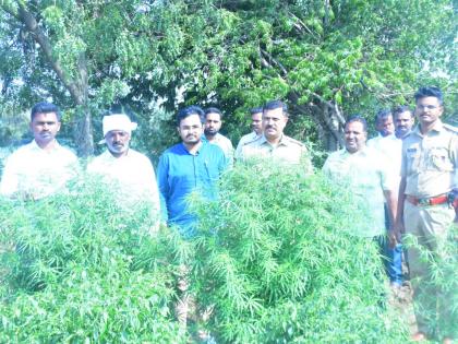 Raid on the outskirts of Alsunde village, Ganja worth 4 lakh seized, Ahmednagar | आळसुंदे गावाच्या शिवारात छापा, ४ लाखचा गांजा जप्त