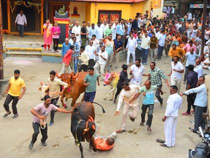 the gun and the bulls ran in the race! in jalgaon | बंदुकीचा बार फुटला अन् शर्यतीत बैल धावले!