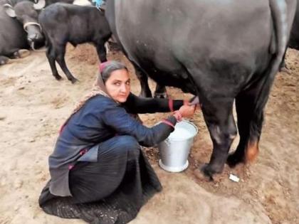 62 year old gujarati woman navalben chaudhary earn rs 3 lakh 50 thousands every month by selling milk | कष्टाचं फळ! दूध विकून महिला झाली करोडपती; गावातील लोकांना दिला रोजगार