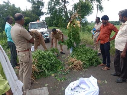 intercropping of hemp in turmeric crop; One and a half lakh trees confiscated | हळदीच्या पिकात गांजाचे आंतरपीक; दीड लाखांची झाडे जप्त