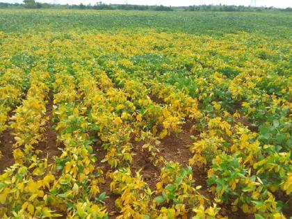 Adding to farmers' concerns, soybean yellow mosaic outbreak; Decrease in production | शेतकऱ्यांच्या चिंतेत भर, सोयाबीनवर पिवळा मोझॅकचा प्रादुर्भाव; उत्पादनात येणार घट