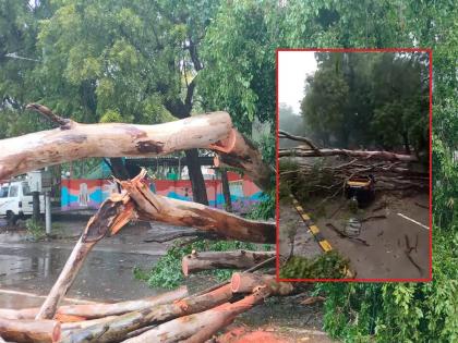 Incessant rain in Chhatrapati Sambhajinagar since morning, an old tree was uprooted on railway station road | छत्रपती संभाजीनगरात सकाळपासून संततधार पाऊस, रेल्वे स्टेशनरोडवर जुने झाड उन्मळून पडले