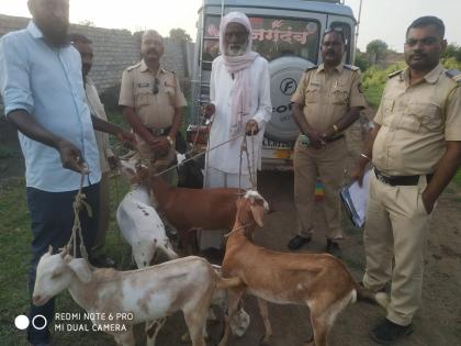 goat slaughtering village in Raipur area | रायपूर परिसरातील शेळ्या लंपास करणारी टाेळी गजाआड