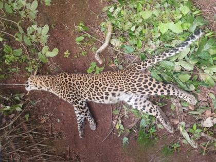 The king of that forest got caught in a trap and the leopard died in fonda | 'त्या' जंगलचा राजा गेला, फासात अडकून बिबट्याचा मृत्यू