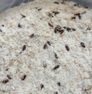 दळून जास्त आलं तर पिठात अळ्या-किडे होण्याची भीती वाटते? ४ सोप्या टिप्स- पीठ टिकेल भरपूर