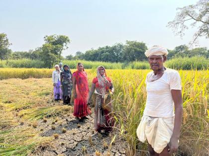 Madhya Pradesh laborers harvesting in Panvel | पनवेलमध्ये भातकापणीला मध्यप्रदेशाचे मजूर