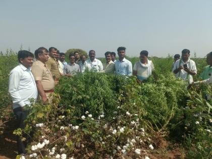 Cultivation of ganja in cotton fields, 37 lakh ganja seized | कपाशीच्या शेतात गांजाची लागवड, छाप्यात ३७ लाखांचा गांजा जप्त