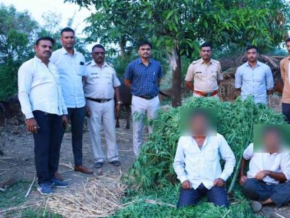 Cultivation of ganja in the cotton crop; Assets worth eleven lakhs seized | कापसाच्या पिकात गांजाची लागवड; पावणे अकरा लाखांचा मुद्देमाल जप्त