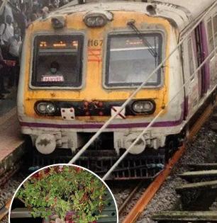 मुंबई लोकल सजली, झाला तुळशी विवाह साजरा! चालत्या लोकलमध्ये शुभमंगल सावधान..