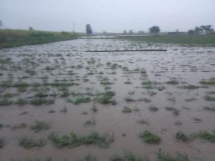 Kharipa damaged by rain in Hingoli district; Young crops in rabi under water | हिंगोली जिल्ह्यात पावसाने खरिपाचे नुकसान; रब्बीतील कोवळी पिके पाण्याखाली 