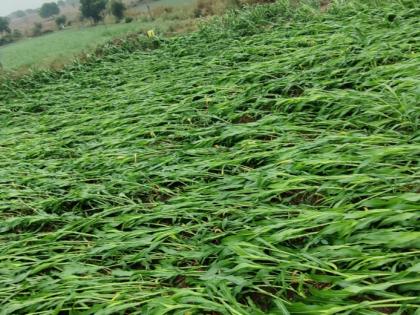 Relief to the Rabbi; Damage to Kharip cotton, tur crops | रब्बीला दिलासा; खरिपातील कापूस, तूर पिकांचे नुकसान