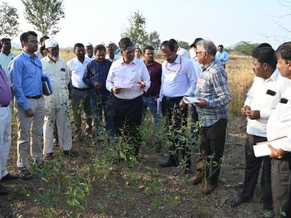 Central team arrived in Solapur, inspection of drought affected crops started | केंद्रीय पथक सोलापुरात दाखल, दुष्काळग्रस्त पिकांची पाहणी सुरू