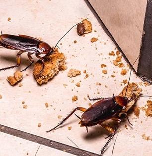 रात्री किचनमध्ये खूप बारीक झुरळं होतात? ५ छोटी रोपं घरात ठेवा; झुरळं आसपासही दिसणार नाही