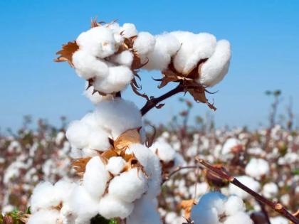 Speed up procurement of cotton from CCI, procurement starts with registration at procurement centres | सीसीआयकडून कापसाच्या खरेदीला वेग, खरेदी केंद्रांवर नोंदणीसह खरेदी सुरू