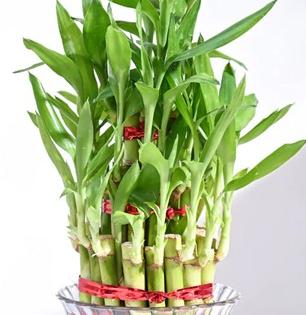 Plants That Bring Positivity, Luck, Prosperity, Good Fortune in Your House