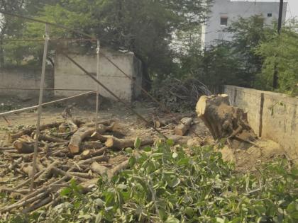 Slaughter of trees continues again in Udgir! Trees were cut down in the Zilla Parishad grounds | उदगिरात पुन्हा वृक्षांची कत्तल सुरूच! जिल्हा परिषद मैदान परिसरातील झाडे तोडली