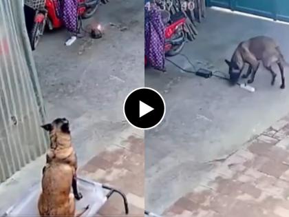 dog saves house from short circuit after pulling off burning extension cord from electric scooter | Video - स्मार्ट डॉग! ...अचानक आग लागली अन् श्वासाने असा वाचवला कुटुंबीयांचा जीव