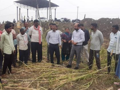 Collector, SAO on farm embankment; Inspected for crop damage | जिल्हाधिकारी, एसएओ शेताच्या बांधावर; पीक नुकसानाची केली पाहणी