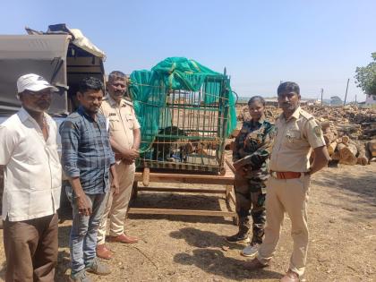 Rescue of a leopard that fell into a well in Dorlet | डोर्लेत विहिरीत पडलेल्या बिबट्याची सुटका