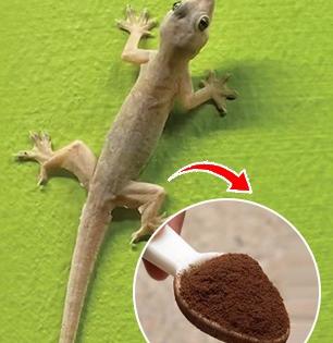 चुकचुकणाऱ्या पालींवर करा १ जबरदस्त घरगुती उपाय; न मारता-घरातून काढतील सुसाट पळ