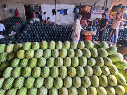 1136 tonnes record arrival of Kalingad in Mumbai, market committee becomes Kalingadmay | मुंबईमध्ये कलिंगडची ११३६ टन विक्रमी आवक, बाजार समिती झाली कलिंगडमय