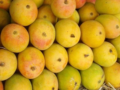 Mankurad mango Rs 1500 per dozen, Hapus Rs 400 per kg | मानकुराद आंबा १५०० रुपये डझन, हापूस ४०० रुपये किलो