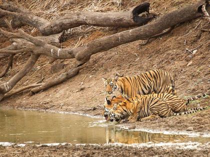 Tigers, leopards and other wild animals wandering to satisfy their thirst | वाघ, बिबट्यांसह अन्य वन्यप्राण्यांची तृष्णातृप्तीसाठी भटकंती