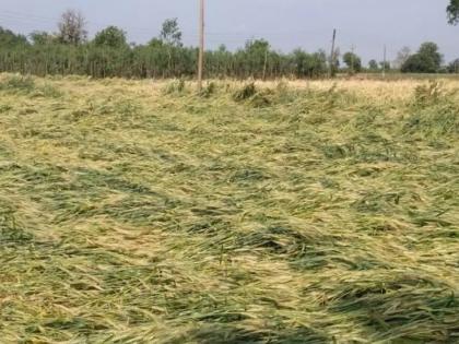 Crop loss in 277 hectares in Gondia | गोंदियामध्ये २७७ हेक्टरमधील पिकांचे नुकसान