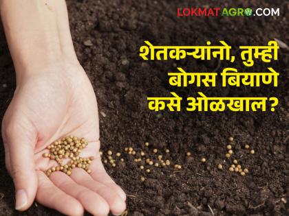 Farmers, how do you spot bogus seeds? | शेतकऱ्यांनो, तुम्ही बोगस बियाणे कसे ओळखाल?