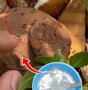 घरभर लाल मुंग्यांच्या रांगा? करा चिमूटभर कापराचा सोपा उपाय- मुंग्या मिनिटांत गायब